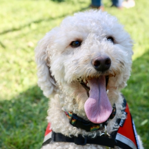 A photo of Penny the therapy dog