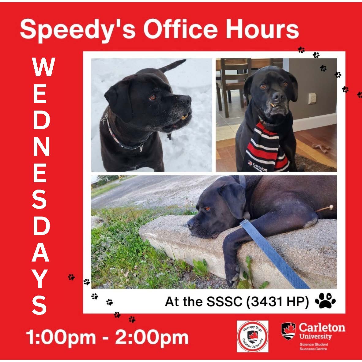 Speedy Dog Office Hours