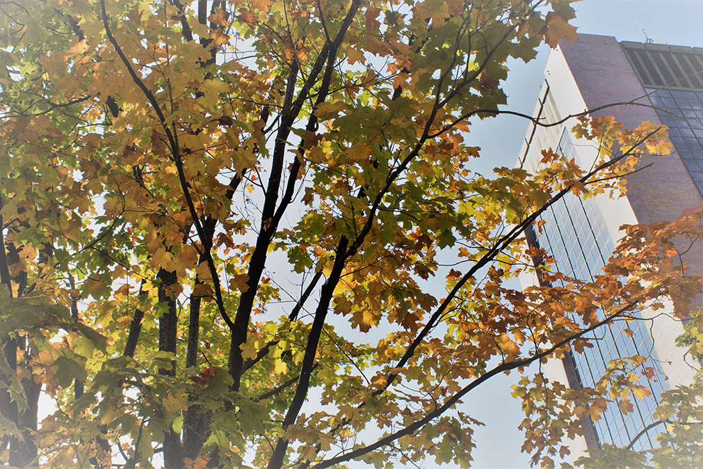 Yellow leaves and Dunton Tower